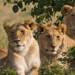 Lion Guardians Program Initiated In Kenya — Masai Lions