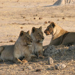 Population Study Begins At Hwange National Park — Katanga Lions
