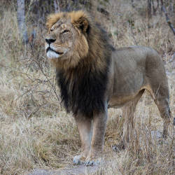 Beloved Cecil The Lion Shot & Sparks Debate On Trophy Hunting — Katanga Lions