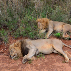 Trophy Hunting Increasing — Transvaal Lions