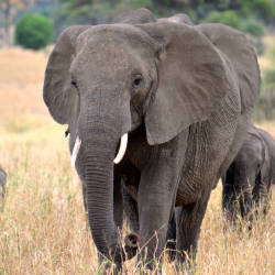  Operation Uhai — Savanna Elephants