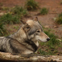 Wolf Pack In Oregon