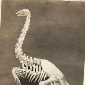 Eastern Moa