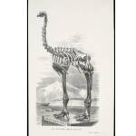 Heavy-footed Moa