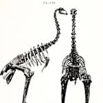 Little Bush Moa