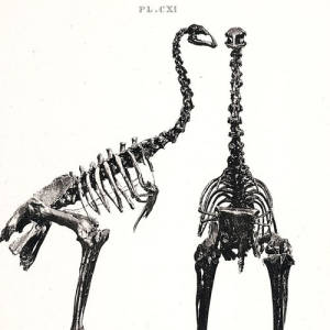 Little Bush Moa