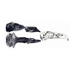 New Zealand Eagle / Haast's Eagle