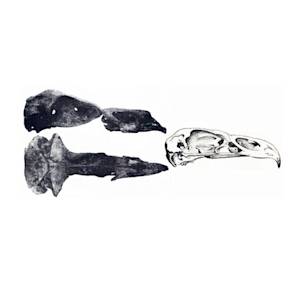 New Zealand Eagle / Haast's Eagle