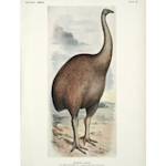 North Island Giant Moa