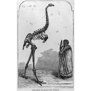 South Island Giant Moa Extinct