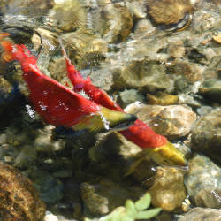 Only Three Sockeye Pass Above All Eight Dams And Completed The 900 Miles To Idaho.