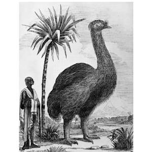 Stout-legged Moa