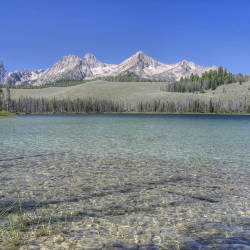 Salmon Numbers Increasing In Redfish Lake, New York Times