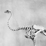 Upland Moa