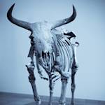 Aurochs Extinct