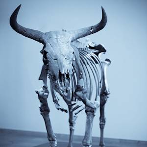 Aurochs Extinct