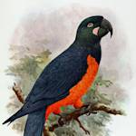 Martinique Macaw
