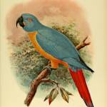 Red-tailed Blue-and-Yellow Macaw