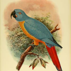 Red-tailed Blue-and-Yellow Macaw