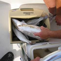 Fish Catches, Naples Daily News