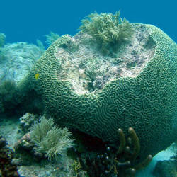 Coral Reef Cover In The Florida Keys Declines 44% In 9 Years.