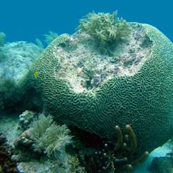 Coral Reef Cover In The Florida Keys Declines 44% In 9 Years.