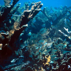 Elkhorn And Staghorn Corals Reach Perilously Low Numbers, Noaa