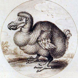 Dodo