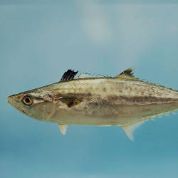 King Mackerel Populations Decimated, Bob T. Epstein