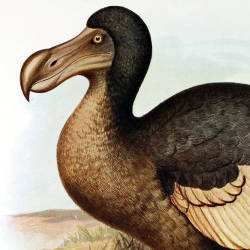 Dodo