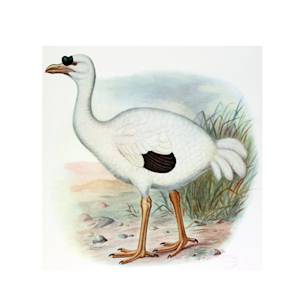Réunion Flightless Ibis