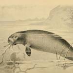Steller's Sea Cow Extinct