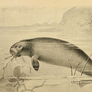 Steller's Sea Cow Extinct
