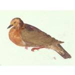 Tanna Ground Dove