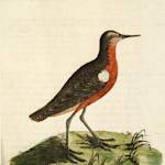Tahitian Sandpiper