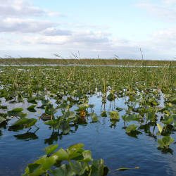 South Florida faces ominous prospects from rising waters