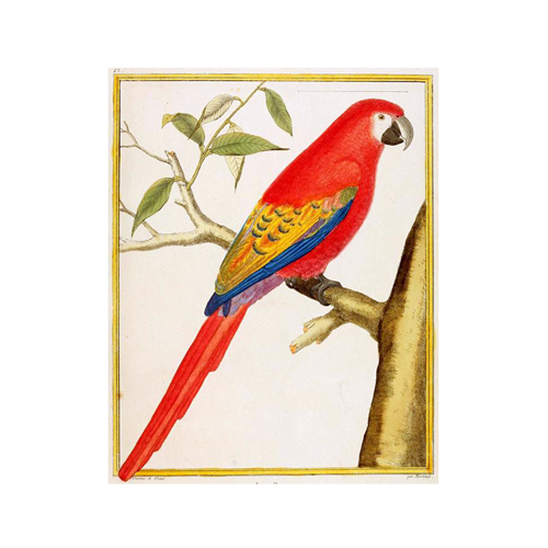 What is missing? Lesser Antillean Macaw