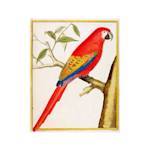 Lesser Antillean Macaw