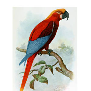 Jamaican Red Macaw