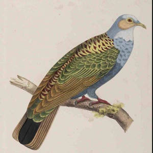 Norfolk Island Ground-Dove