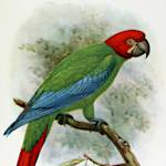 Red-headed Green Macaw