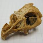 Sardinian Pika