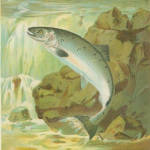 European Salmon