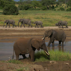 Poaching Death Numbers High — Savanna Elephants