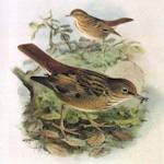 Kittlitz's Thrush (Bonin Thrush)