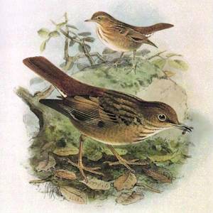 Kittlitz's Thrush (Bonin Thrush)