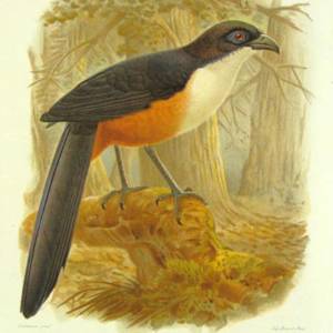 Delalande's Coua
