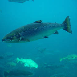 Salmon Numbers Decrease 85%