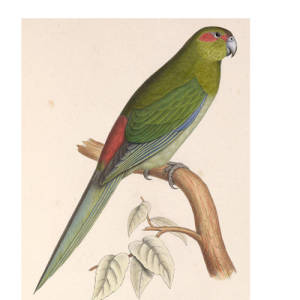 Black-fronted Parakeet