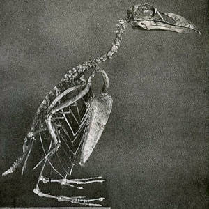 Great Auk Extinct